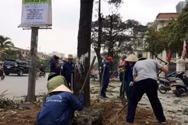 Cây xanh bị chặt hạ trên đường phố Hà Nội - Ảnh: TTO