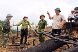 ông Lê Trí Thanh, Phó Chủ tịch UBND tỉnh Quảng Nam đã yêu cầu cơ quan kiểm lâm và Công an tỉnh khẩn trương điều tra, hoàn tất hồ sơ để khởi tố vụ án để điều tra, làm rõ.
