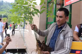Cây sâm Ngọc Linh được chủ nhân ra giá giá 900 triệu đồng tại phiên chợ sâm huyện Nam Trà My (Quảng Nam)