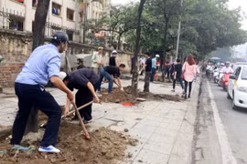 Cây xanh trên đường Nguyễn Chí Thanh bị chặt hạ để trồng cây mới hồi tháng 3-2015