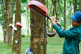 Doanh nghiệp cao su kẻ khóc người cười, gam màu đối lập giữa thành viên của Vinachem và VRG