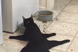 Mèo.