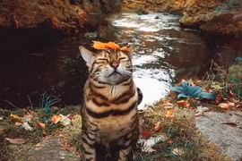 Những chú mèo biểu cảm.