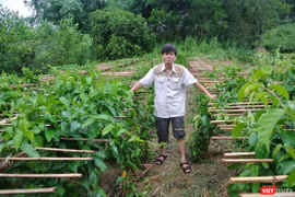 Nhà khoa học Trần Văn Ơn dồn tâm huyết nghiên cứu cây thìa canh trong nhiều năm liền 