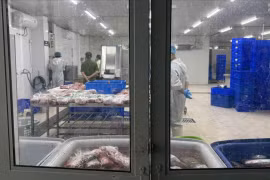 Thu giữ 65 tấn thịt trâu giả bò Wagyu