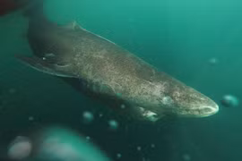 Cá mập Greenland (Somniosus microcephalus).