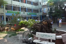 Cây cổ thụ bật gốc đè học sinh tử vong sáng nay (26/5). Ảnh: Tiền Phong