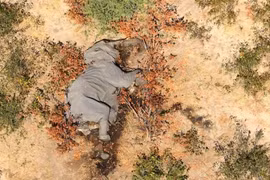 Điều tra nguyên nhân gây ra cái chết bí ẩn của những con voi ở Botswana. Ảnh: CNN