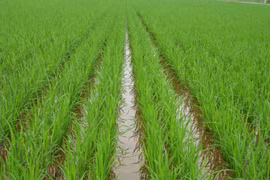 Khoảng 420.000 ha sẽ được ĐBSCL gieo sạ sớm trong tháng 10/2016.