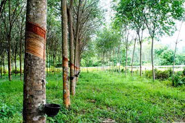 Cây cao su có thực sự hấp thụ O2 và thải ra CO2 như lời nữ đại biểu quốc hội?