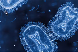 Virus đậu mùa khỉ