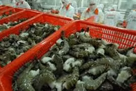 Tôm Việt bị Mỹ từ chối vì nhiễm kháng sinh