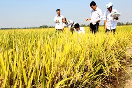 Tám doanh nghiệp mua lúa trực tiếp với các hợp tác xã và nông dân trên diện tích 9.500ha 