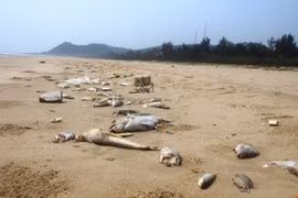 Dù sự cố thảm họa môi trường biển xảy ra đã lâu và Chính phủ cũng yêu cầu xử lý nghiêm những cá nhân, tổ chức liên quan thế những tỉnh Hà Tĩnh mới chỉ có một cá nhân tự nhận hình thức kỷ luật nhưng vẫn còn quá nhẹ