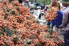 Tập kết, vận chuyển vải đi tiêu thụ ở huyện Thanh Hà (Hải Dương)