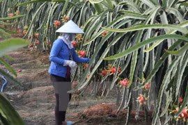 Chăm sóc cây thanh long sắp tới kỳ thu hoạch. (Ảnh: Trường Giang/TTXVN)