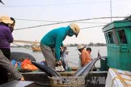 Vụ việc cá chết bất thường ở miền Trung đang được các cơ quan chức năng điều tra làm rõ. Ảnh: TTXVN