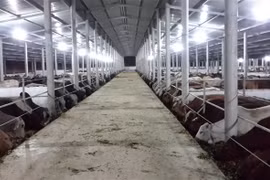 Bò Úc được nhập về và vỗ béo trước khi phân phối ra thị trường tại trang trại của công ty cổ phần Kết Phát Thịnh ở Nghệ An. Ảnh: TL