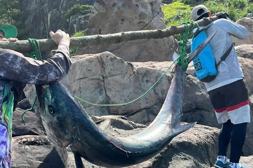 Con cá thu khủng dài 2 m, nặng 63 kg được anh Hải và bạn câu gánh lên bờ.