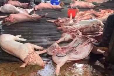 Đưa thịt lợn chết vào bữa ăn học sinh - tội ác không thể tha thứ