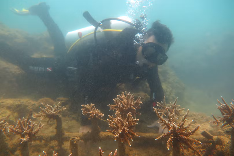 Các chuyên gia sẽ thường xuyên kiểm tra sự tăng trưởng của các giá thể san hô được nuôi cấy.