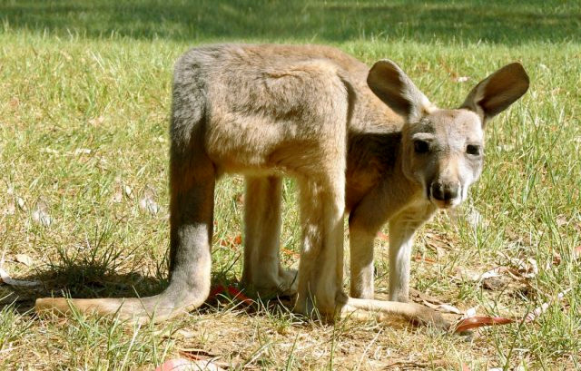 Chết mê với loài động vật hóa "khối vuông Minecraft" cực đáng yêu và ngộ nghĩnh