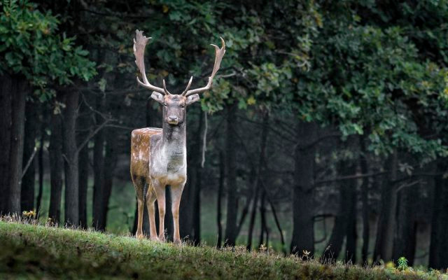 Chết mê với loài động vật hóa "khối vuông Minecraft" cực đáng yêu và ngộ nghĩnh