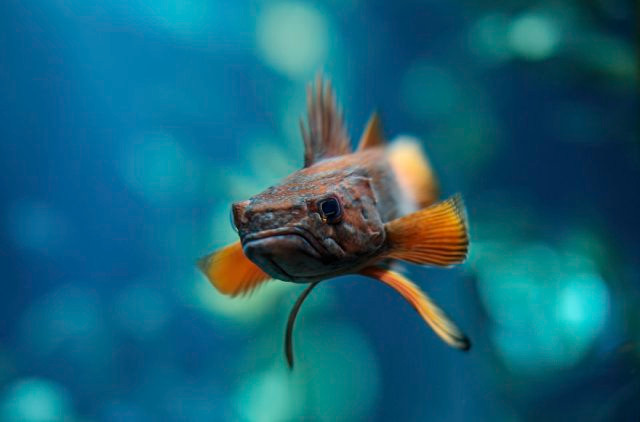 Chết mê với loài động vật hóa "khối vuông Minecraft" cực đáng yêu và ngộ nghĩnh