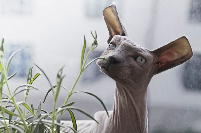 Chết mê với loài động vật hóa "khối vuông Minecraft" cực đáng yêu và ngộ nghĩnh