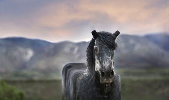 Chết mê với loài động vật hóa "khối vuông Minecraft" cực đáng yêu và ngộ nghĩnh