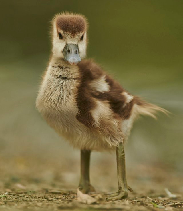 Chết mê với loài động vật hóa "khối vuông Minecraft" cực đáng yêu và ngộ nghĩnh