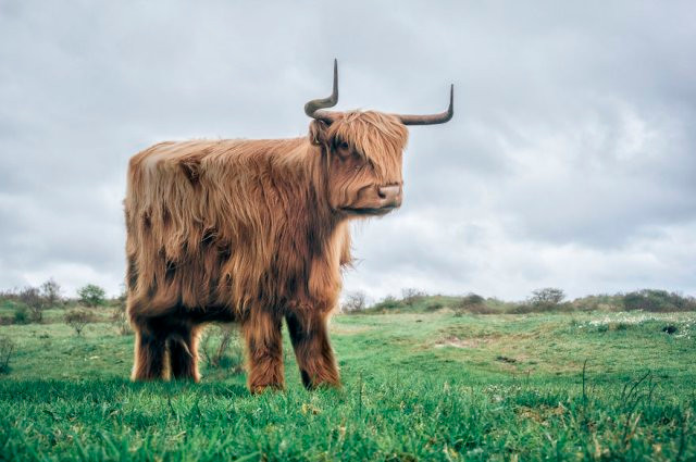 Chết mê với loài động vật hóa "khối vuông Minecraft" cực đáng yêu và ngộ nghĩnh