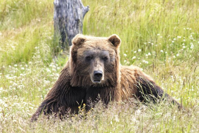 Chết mê với loài động vật hóa "khối vuông Minecraft" cực đáng yêu và ngộ nghĩnh