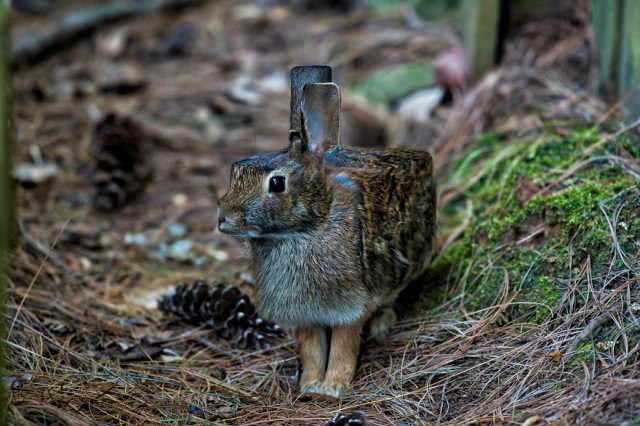 Chết mê với loài động vật hóa "khối vuông Minecraft" cực đáng yêu và ngộ nghĩnh