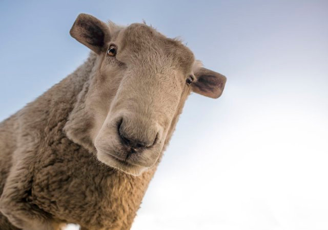 Chết mê với loài động vật hóa "khối vuông Minecraft" cực đáng yêu và ngộ nghĩnh