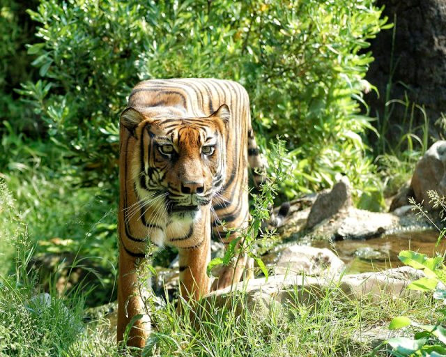 Chết mê với loài động vật hóa "khối vuông Minecraft" cực đáng yêu và ngộ nghĩnh