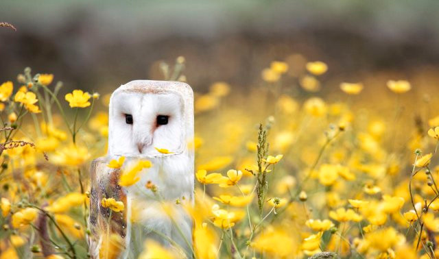 Chết mê với loài động vật hóa "khối vuông Minecraft" cực đáng yêu và ngộ nghĩnh