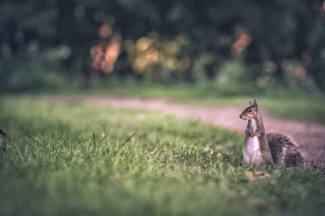 Chết mê với loài động vật hóa "khối vuông Minecraft" cực đáng yêu và ngộ nghĩnh