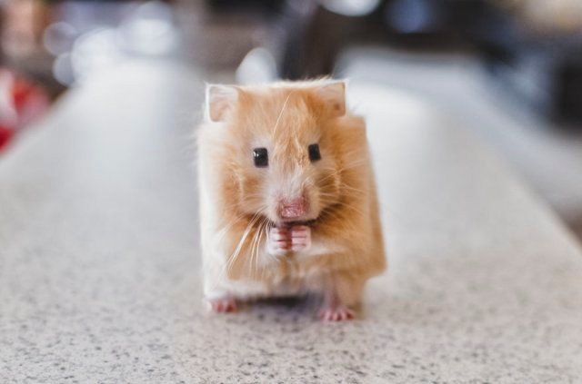 Chết mê với loài động vật hóa "khối vuông Minecraft" cực đáng yêu và ngộ nghĩnh