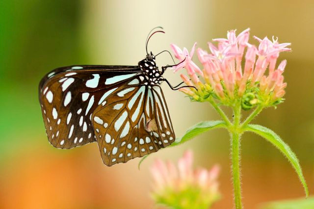 Chết mê với loài động vật hóa "khối vuông Minecraft" cực đáng yêu và ngộ nghĩnh