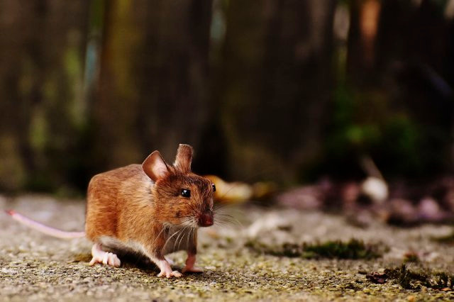 Chết mê với loài động vật hóa "khối vuông Minecraft" cực đáng yêu và ngộ nghĩnh