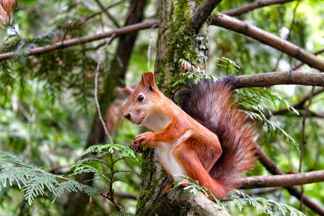 Chết mê với loài động vật hóa "khối vuông Minecraft" cực đáng yêu và ngộ nghĩnh