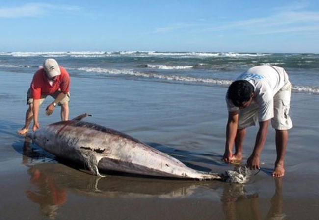 Cá chết tại biển miền Trung do Formosa
