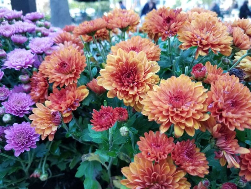 Samsung Galaxy Note 8 hay Pixel 2 chụp ảnh đẹp hơn? ảnh 11