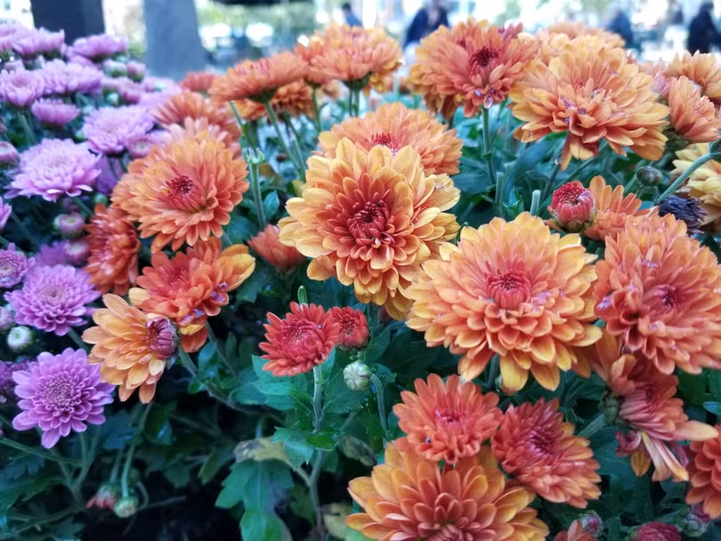 Samsung Galaxy Note 8 hay Pixel 2 chụp ảnh đẹp hơn? ảnh 11