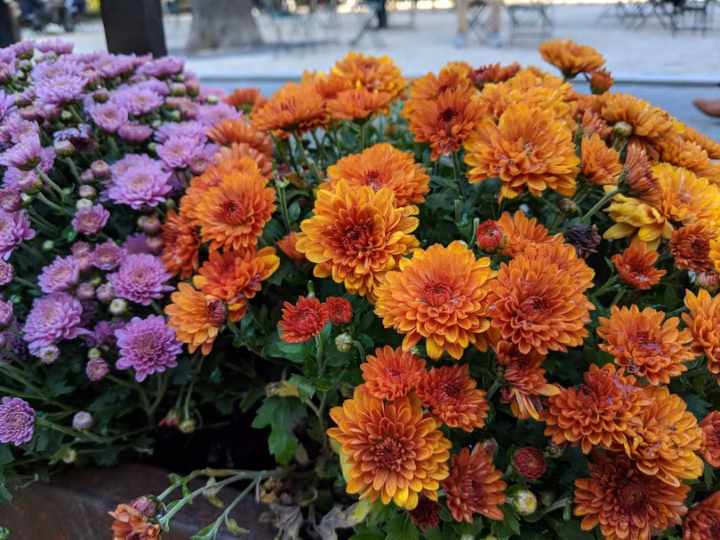 Samsung Galaxy Note 8 hay Pixel 2 chụp ảnh đẹp hơn? ảnh 12