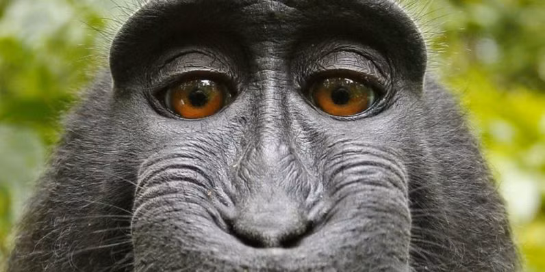 Bức ảnh "tự sướng" do Naruto chụp (ảnh: TheNextWeb)