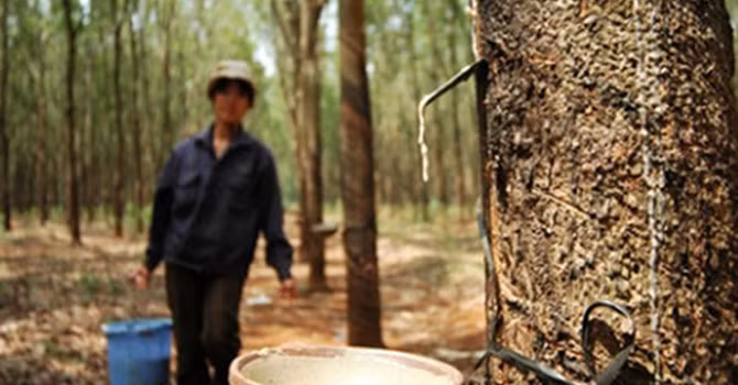 Đầu tư ngoài ngành tại VRG tiềm ẩn nguy cơ mất vốn lên đến hàng nghìn tỷ đồng