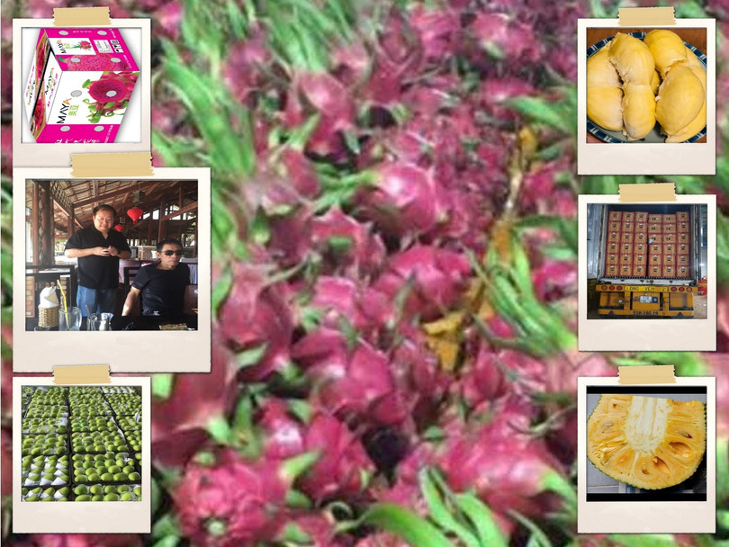 Ông Lý, thương lái Trung Quốc: "Mỗi tháng các siêu thị ở Quảng Châu có nhu cầu 300-400 container (14 tấn/container) thanh long của Việt Nam, cơ quan quản lý 2 nước cần sớm khai thông LVQT bằng đường sắt vì vận tải đường bộ đã quá thải". Ảnh AT Ông Lý, thương lái Trung Quốc: