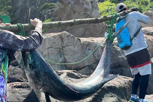 Con cá thu khủng dài 2 m, nặng 63 kg được anh Hải và bạn câu gánh lên bờ.